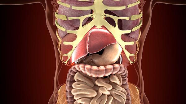 右肝低回声结节是什么意思