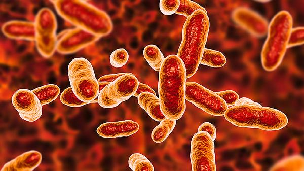 单核细胞百分比10.8是什么意思