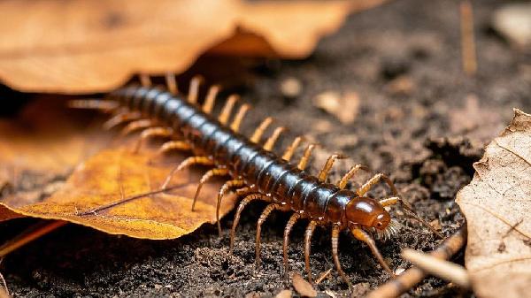 被蜈蚣咬伤后应该怎么处理