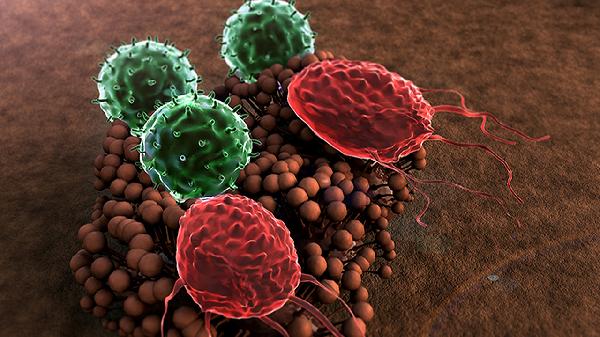 细菌污染的输血反应的治疗