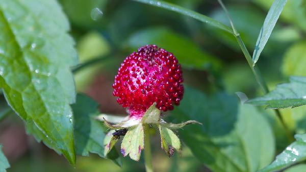 尿酸高禁忌吃什么食物 这4类食物尿酸高千万别吃