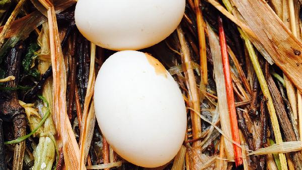 高密度脂蛋白胆固醇高是什么意思