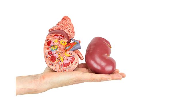 先天性肾上腺皮质增生症正常值