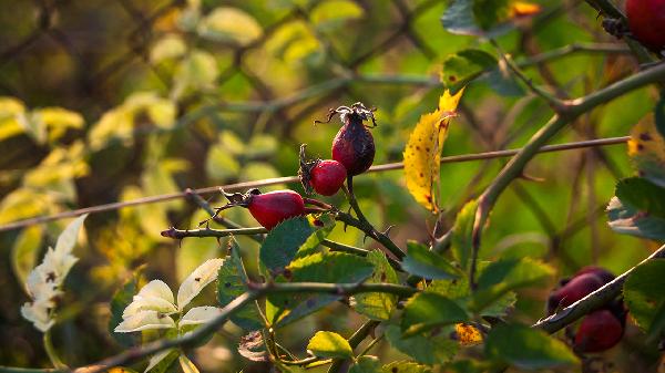30多岁白发能调理成黑发吗
