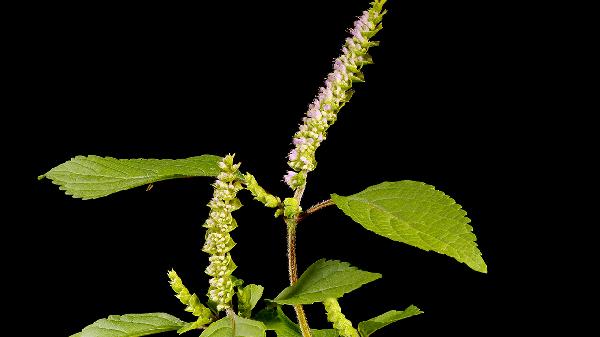 湿气重口腔异味重怎么调理