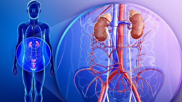 肾周脓肿和肾脓肿是什么