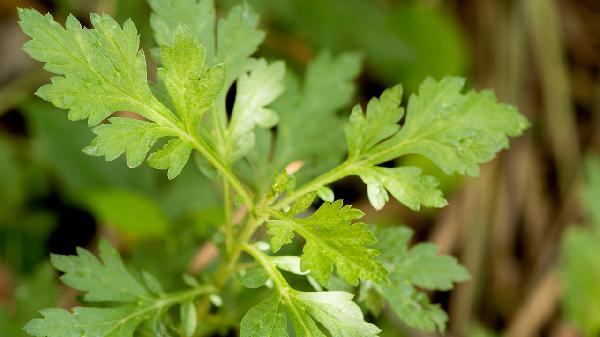 熏艾叶对流感病毒有用吗
