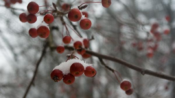 甘油三酯高能吃樱桃吗