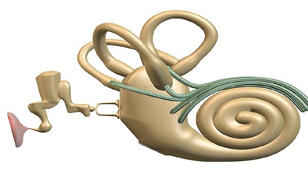 耳朵里有个导致眩晕的器官是什么