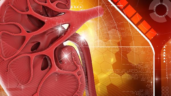 肾皮质和肾髓质的区别有哪些