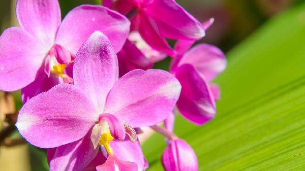 白芨粉能治疗炎症性肠病吗