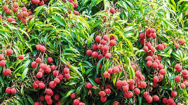 化疗后可以吃荔枝吗