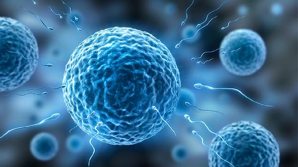 精子存活率低怎么调养