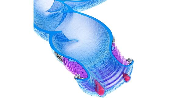 淋巴细胞穿过HEV是什么意思