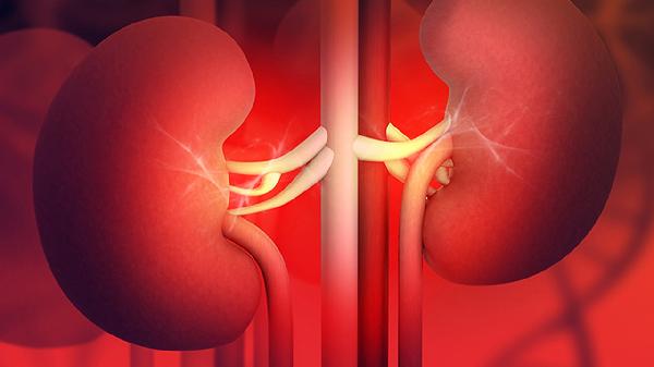 肾柱属于肾皮质还是肾髓质