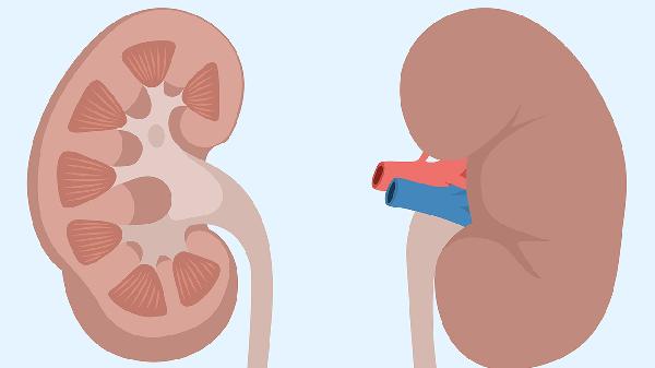 过敏性肾炎症状有哪些 过敏性肾炎这几个症状明显